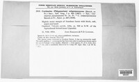 Cortinarius subpurpurascens image